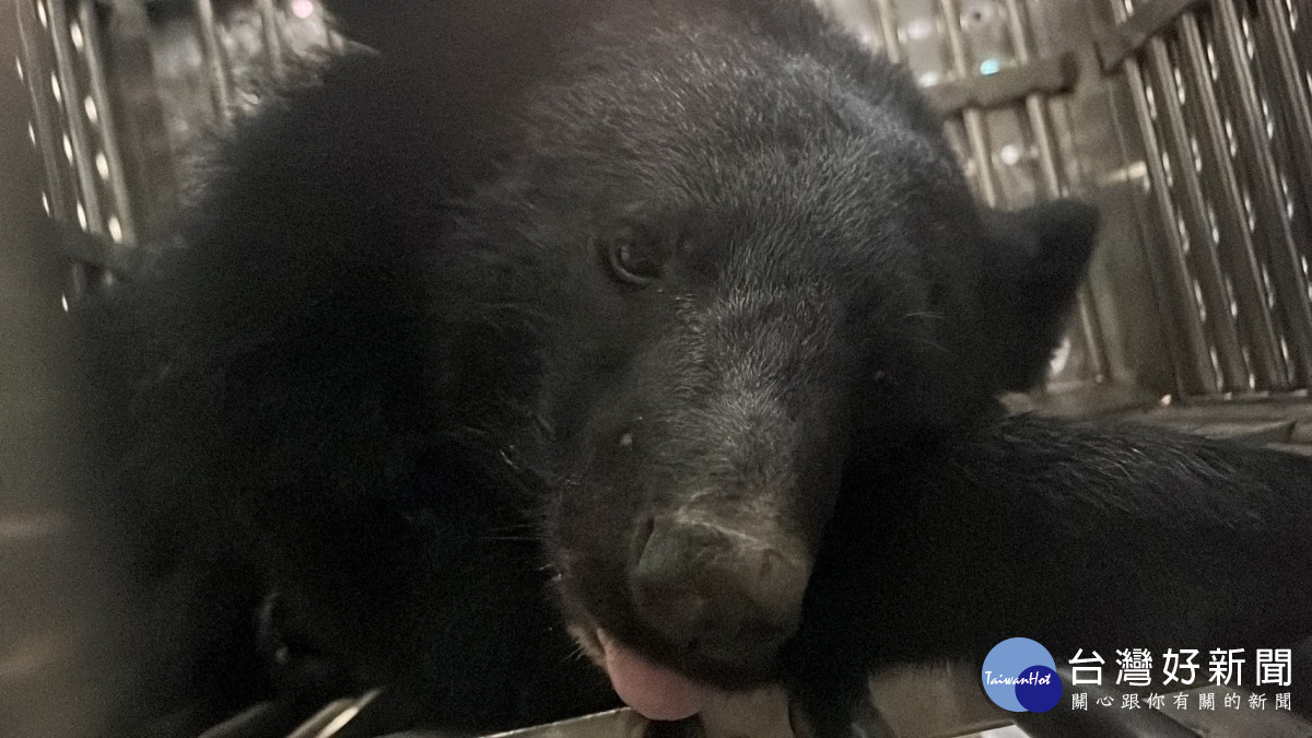 大安小熊送至生物多樣性研究所醫療。