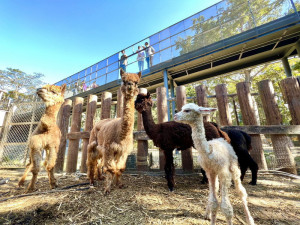 ▲高市壽山動物園榮獲「台灣建築獎」首獎。