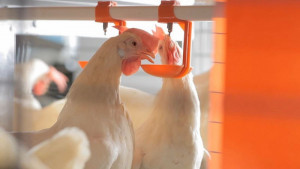 ▲高市關注提升經濟動物畜養效能與動物福利，有關蛋雞的友善飼養與動物福利，也是農業局推動工作重點。