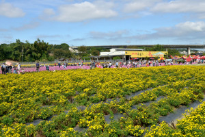 2023銅鑼杭菊芋頭節登場　花海美景、在地美食吸引遊客造訪