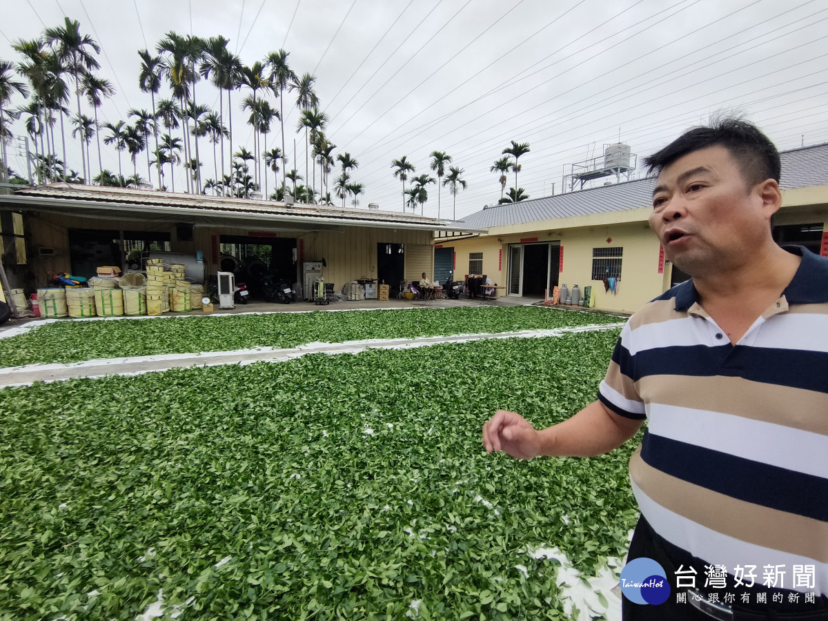 阿安師茗茶強調講究自然農法栽培，手工採收，嚴格遵循16道工序，讓大家到古坑華山也能喝到厚醇回甘的好茶。圖／記者鄧富珍攝