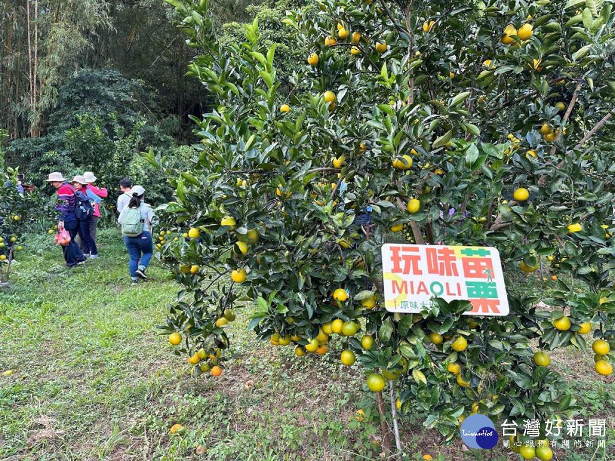 「湖東休閒農業區」多多龍有機農場的果園採摘有機柳丁兼作食農校育。（圖/記者王丰禾攝）