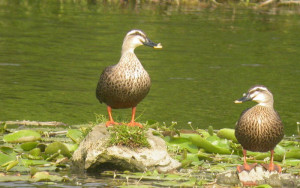 ▲高市野鳥協會以「川流不息舊鐵橋濕地的新生與蛻變」，榮獲2023年第8屆綠獎，就是公私合作最好的成果見證。
