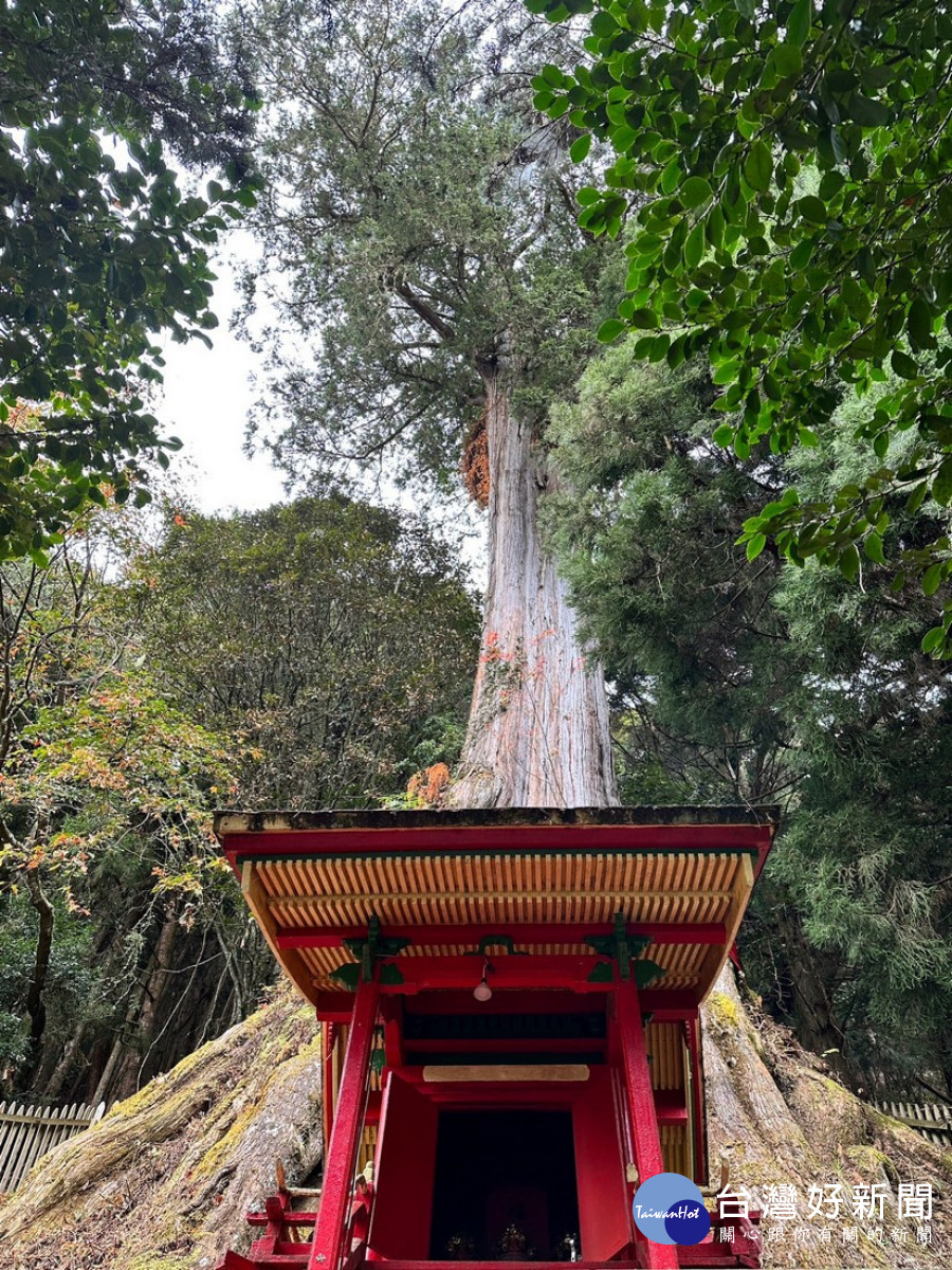 望鄉分站旁有一株千年紅檜神木，神木前方以檜木建造迷你神社，供奉守護此方之山神。（圖/南投分署提供）