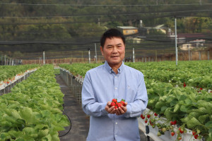 大湖草莓季來臨！　鍾東錦臉書直播採果樂、行銷衝觀光