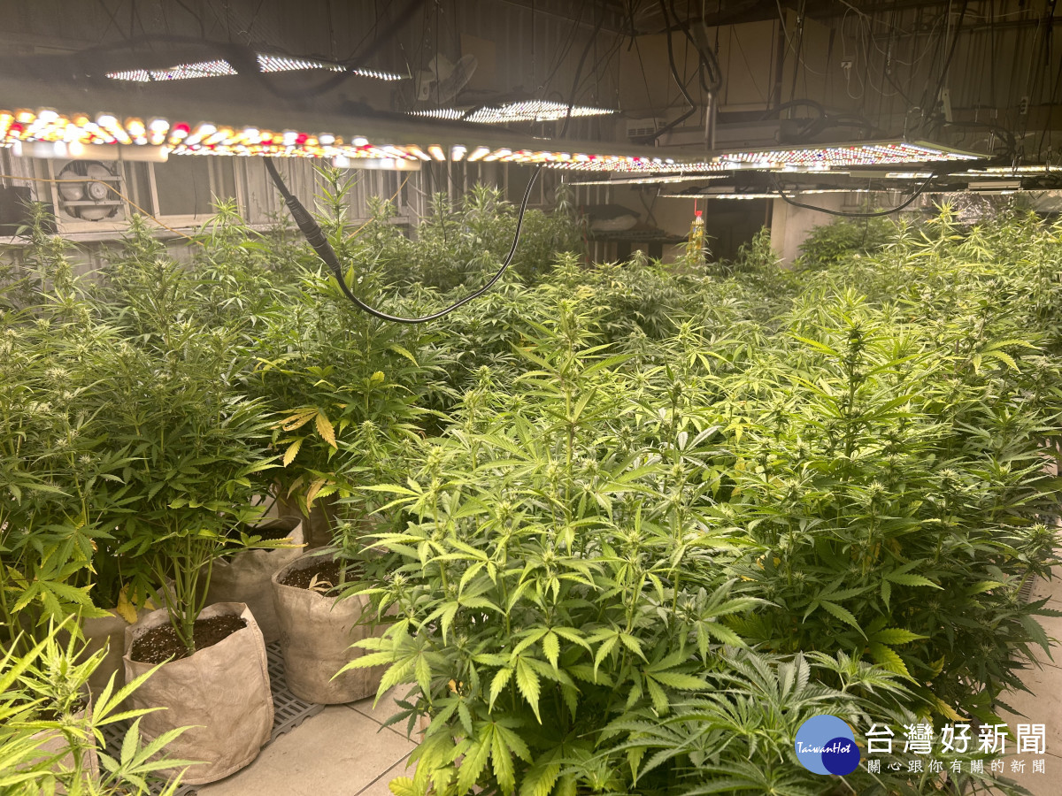 落實清源專案，楊梅警屢破大麻森林。