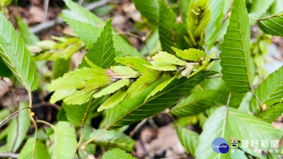 阿里山千金榆種子成熟期為每年7月至8月，苞片內含有小堅果1粒。（圖/南投分署提供）