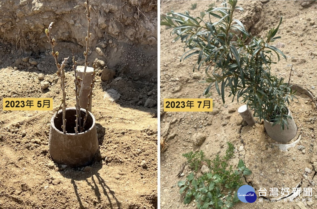 為戈壁沙漠嚴苛氣候特別開發出潛艇式水寶盆，沙棘樹苗成長狀況良好，同時影響週圍地表長出地被植物