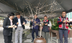 體驗用爆米花與梅樹枝為材料進行手作「爆梅花」。（記者吳素珍攝）