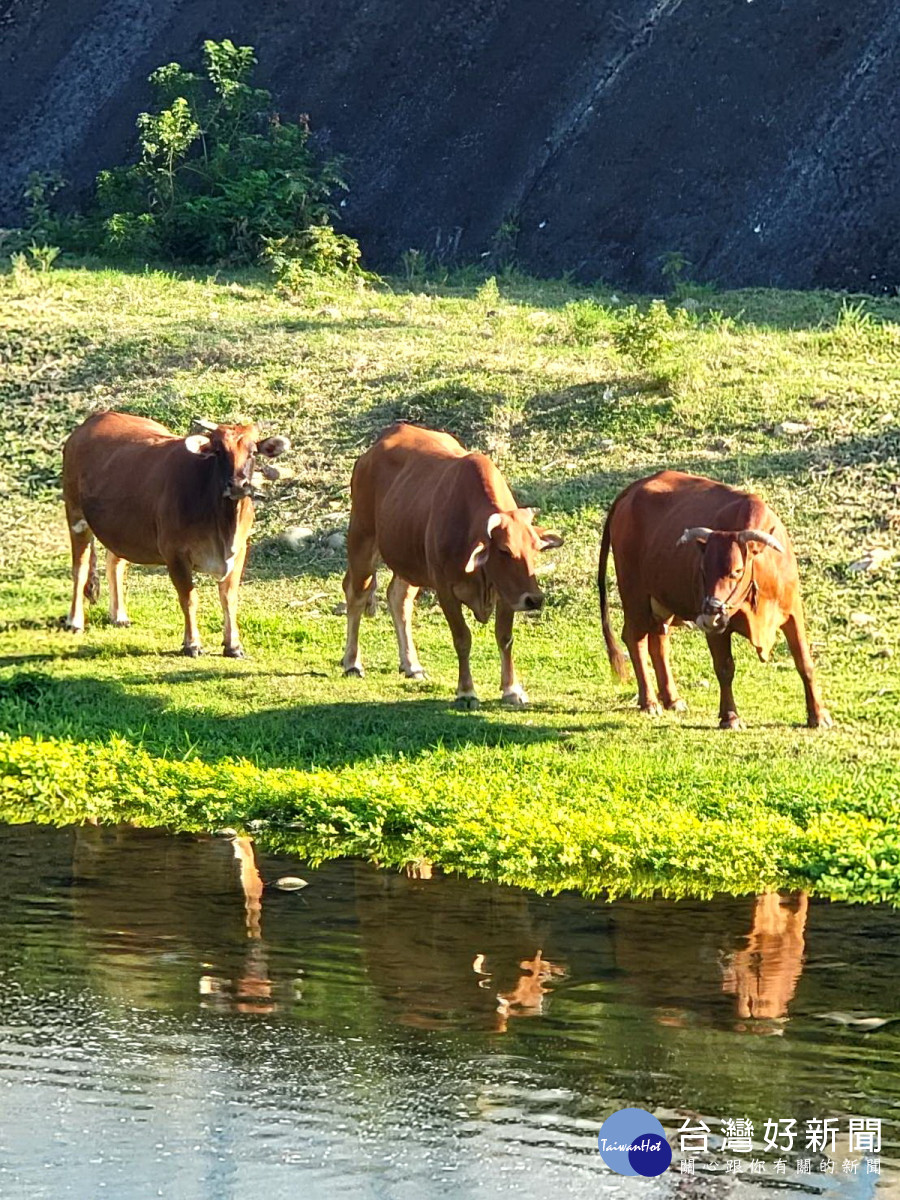 一騎Fun空小旅行---A10山鼻站坑子溪畔牧黃牛、大古山步道等戶外休閒活動。