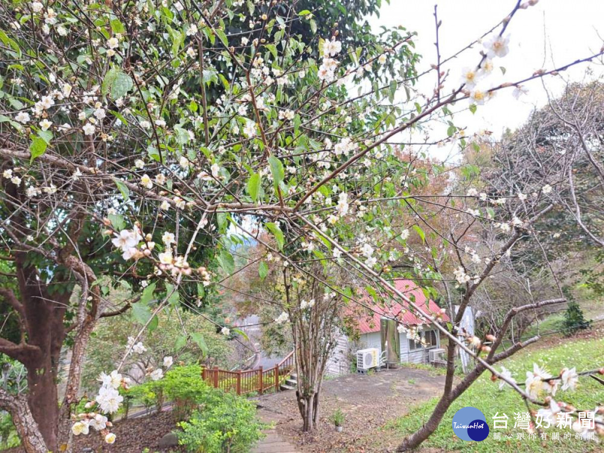 東勢林場園區的梅花已經含苞陸續綻放，預計元月上旬開始會進入盛開期。(圖/記者賴淑禎攝)