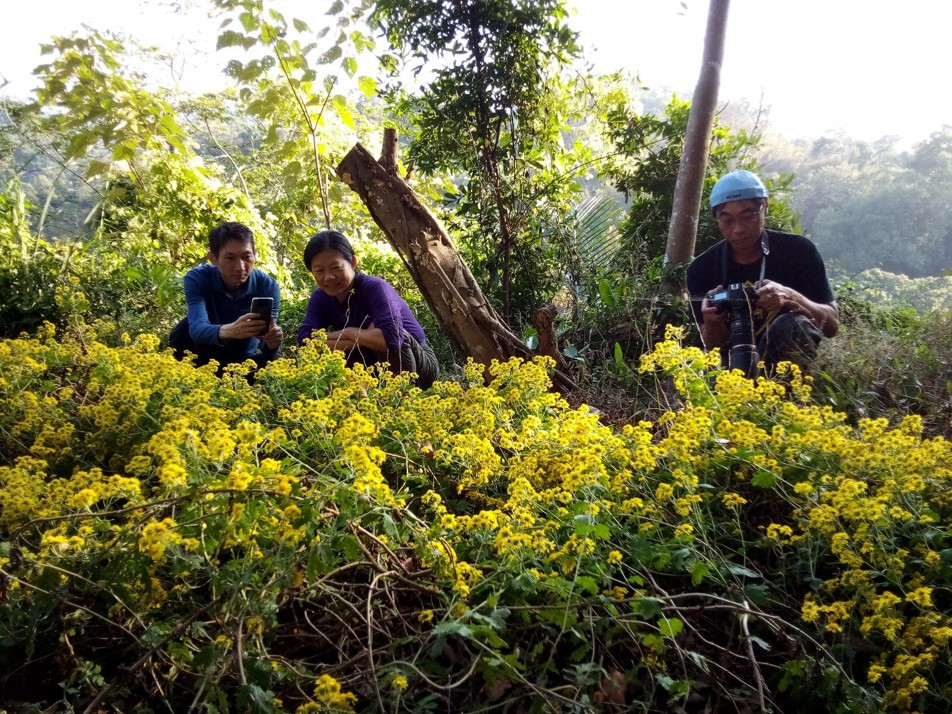 「山貓森林」在今年2月種下的新竹油菊，帶來數大便是美的驚喜，極具觀賞價值。(攝影大肚山學會山貓森林)