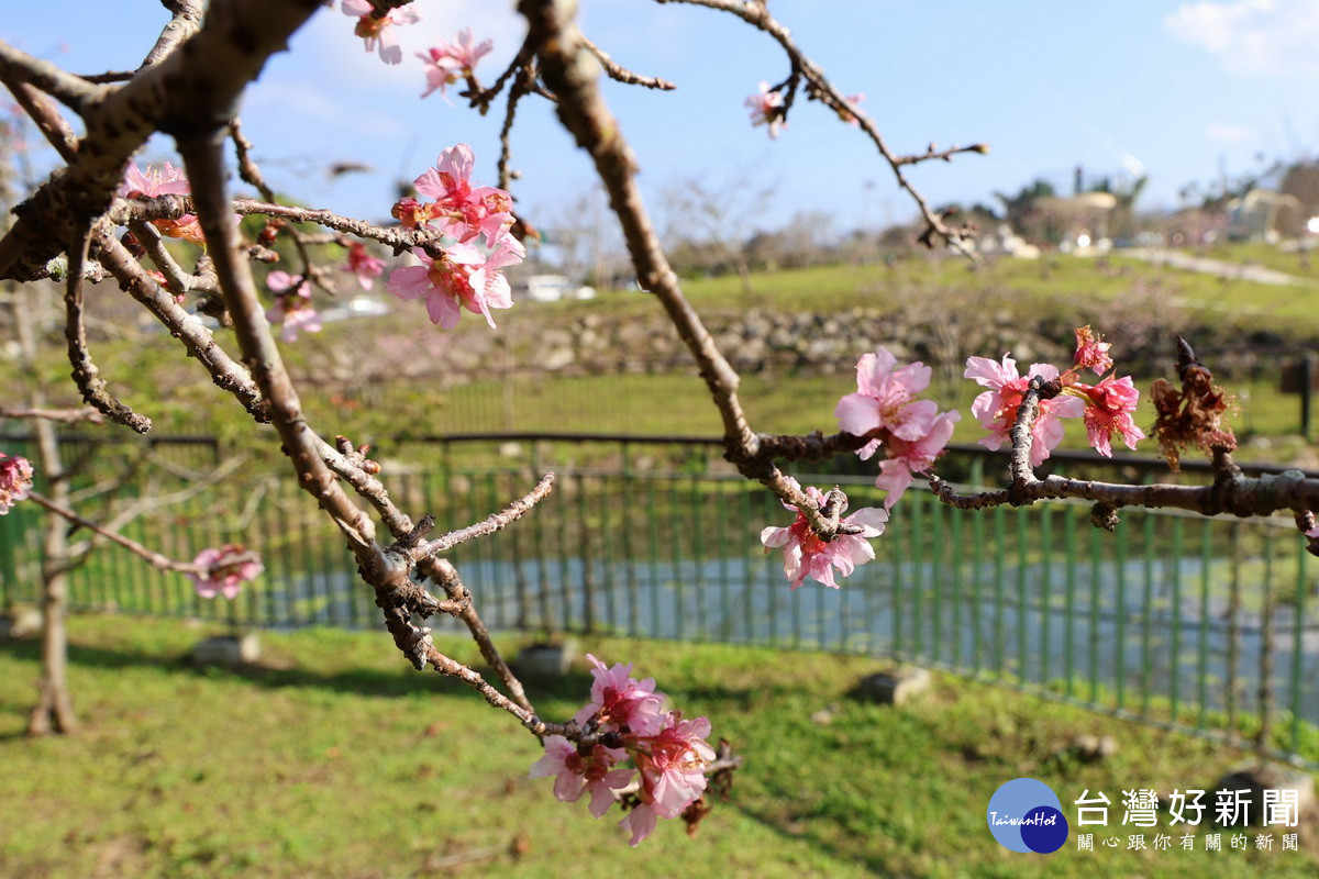 粉色系的河津櫻是石馬公園吸客亮點。（縣府提供）