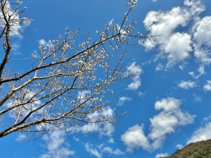信義鄉各賞梅區的梅花陸續盛開。（圖/記者賴淑禎攝）