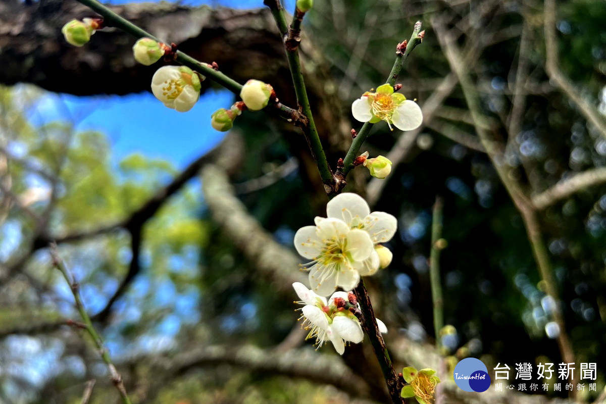 探索北橫冬季限定版，角板山梅園中的梅花開始綻放。