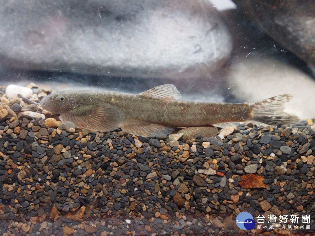 圖2、臺灣間爬岩鰍(Hemimyzon formosanus) （圖/玉管處提供）<br />
<br />
