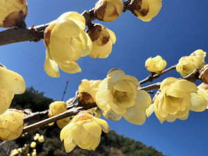 武陵農場的臘梅以淡雅的花朵和香氣而聞名