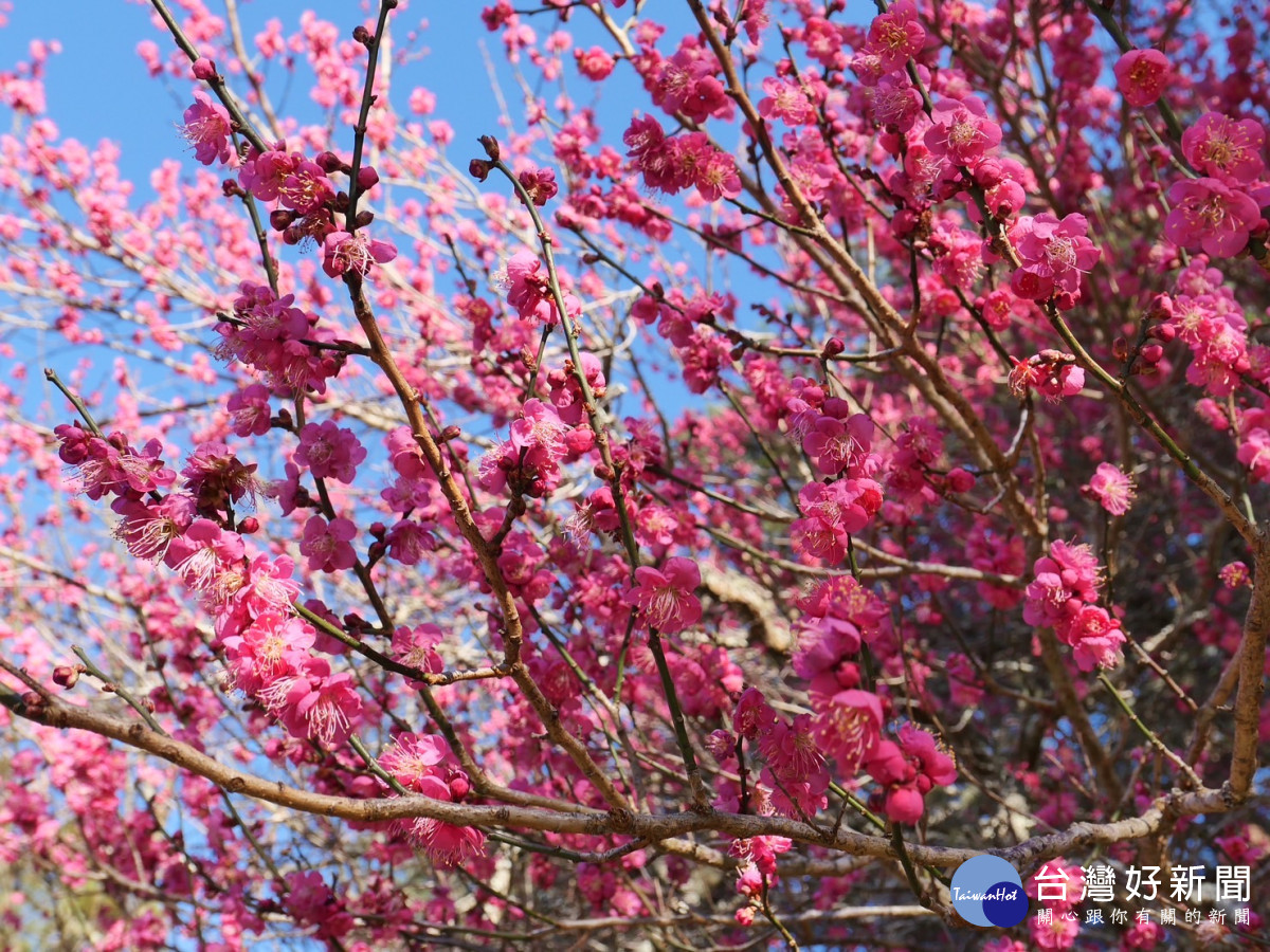 武陵農場觀賞用的梅花，有紅、有白、有粉紅，重瓣、單瓣等，品種繁多。