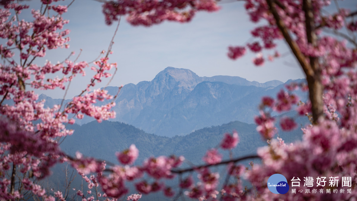 梨山櫻花美景。