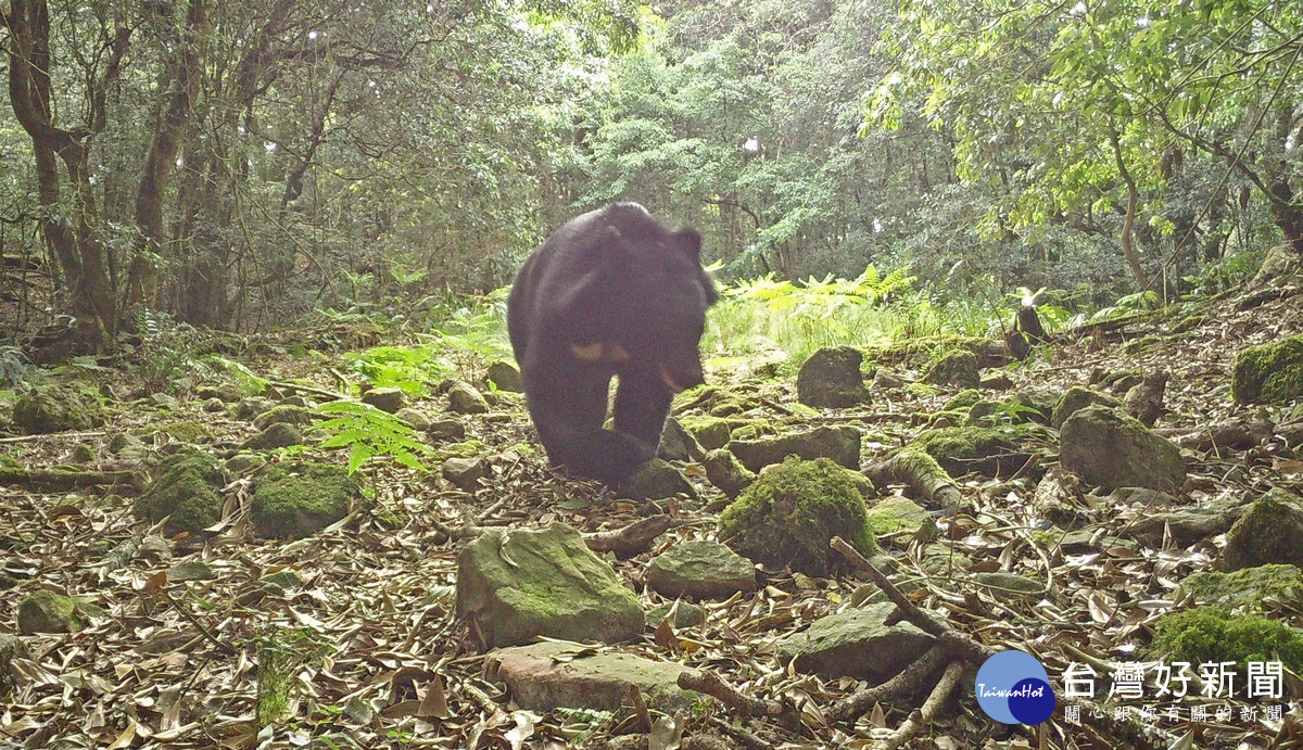 玉管處委託研究計畫架設紅外線自動相機拍攝到的臺灣黑熊照片（圖/玉管處提供）