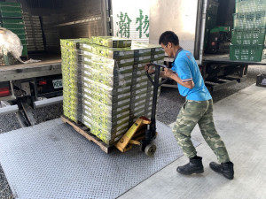 屏東蜜棗鮮採集貨進行低溫檢疫　1月下旬外銷日本批發市場