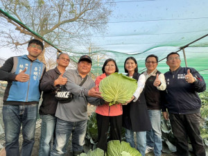 雲林二崙鄉巨無霸高麗菜熟成，即日起開放民眾現場「採」購／林詩涵翻攝