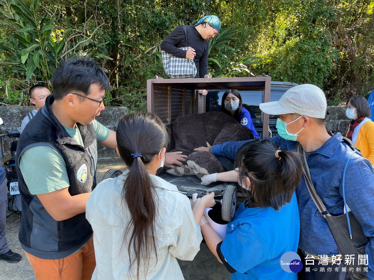 模擬將受傷並且麻醉後的黑熊抬上運輸籠，以復甦姿勢放置黑熊。（圖/林業保育署南投分署提供）<br /><br />
<br /><br />
