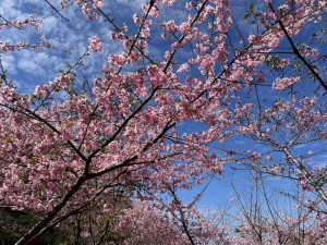 ▲高雄桃源鄉櫻花大爆「花」。