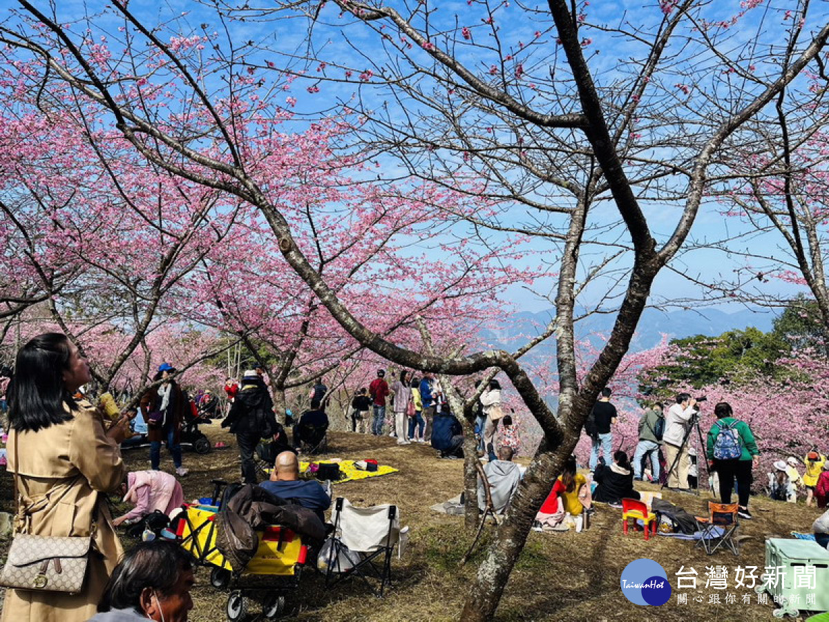 ▲每年1至2月為桃源區櫻花、梅花接連綻放。