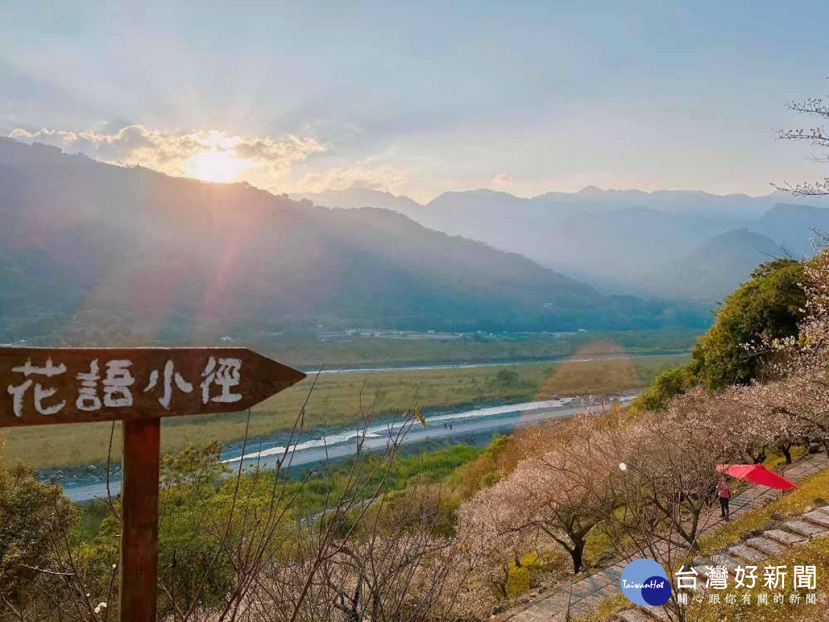 信義鄉農會梅子夢工廠園區的梅花也已經全部進入盛開期。（圖/信義鄉農會梅子夢工廠）