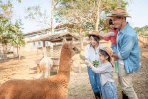2023關西六福莊超萌羊駝動物體驗