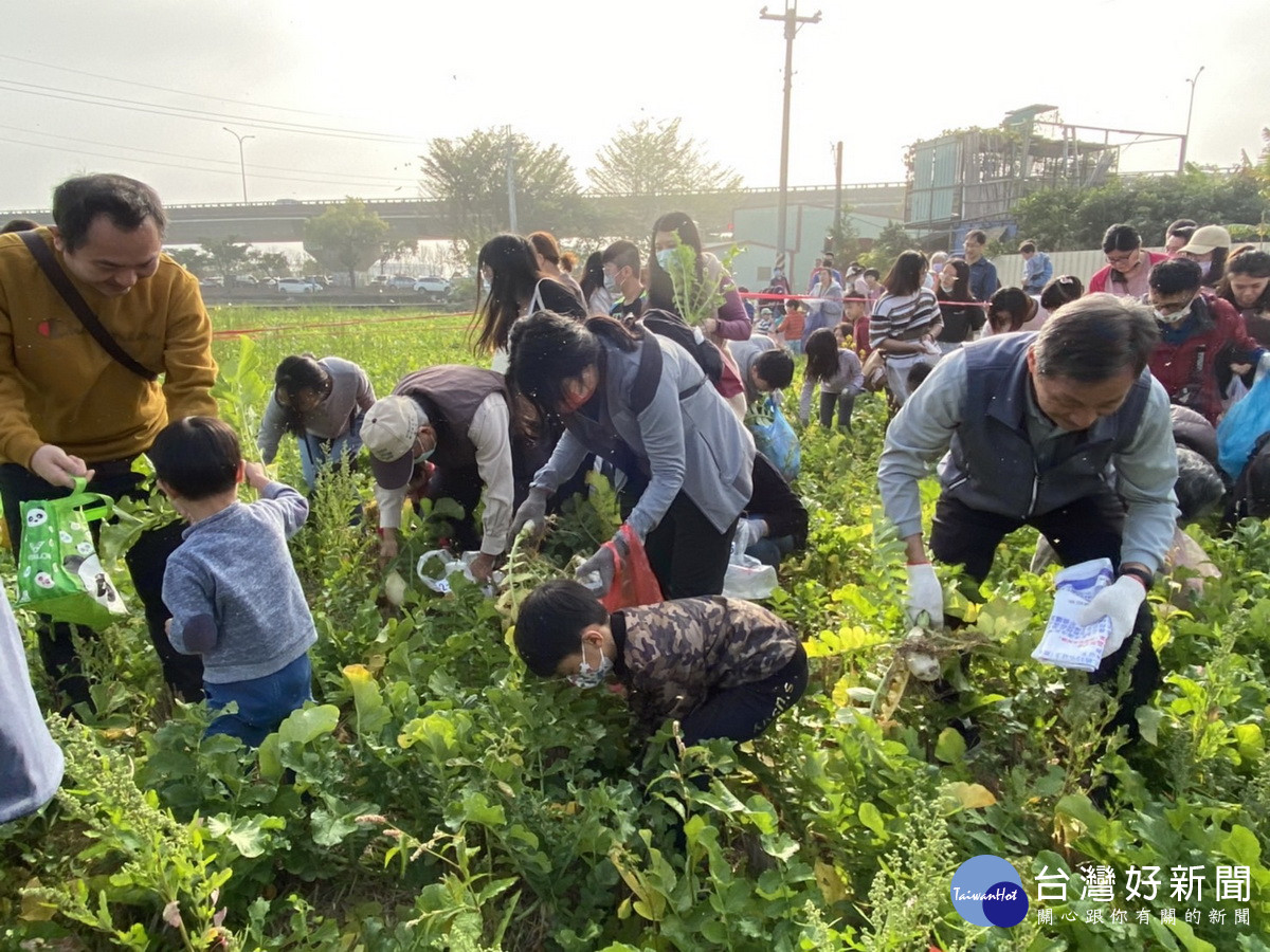 大批民眾分享採摘蘿蔔之樂。（草屯鎮公所提供）