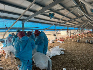 禽流感疫情來勢洶洶，為協助縣內禽農防範禽流感疫情，針對禽農以場為單位，發放1桶消毒藥劑，進行場內環境消毒作業／林詩涵翻攝