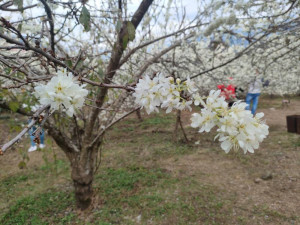 南投縣信義鄉賞花季在梅花之後緊接著李花已經進入盛開期。（圖/信義鄉農會）