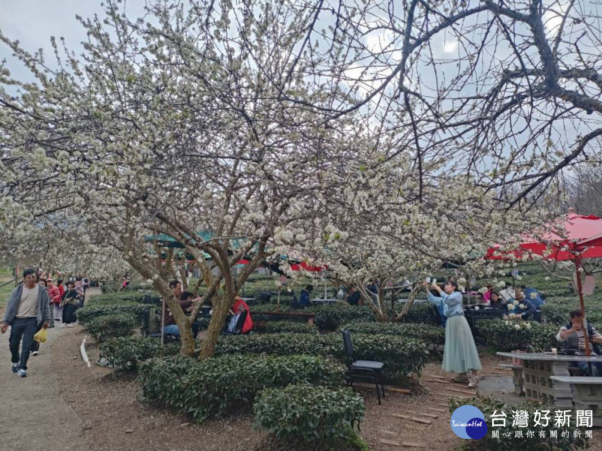 茶園中間植的李花盛開形成不一樣的景致吸引民眾遊賞。（圖/信義鄉農會）