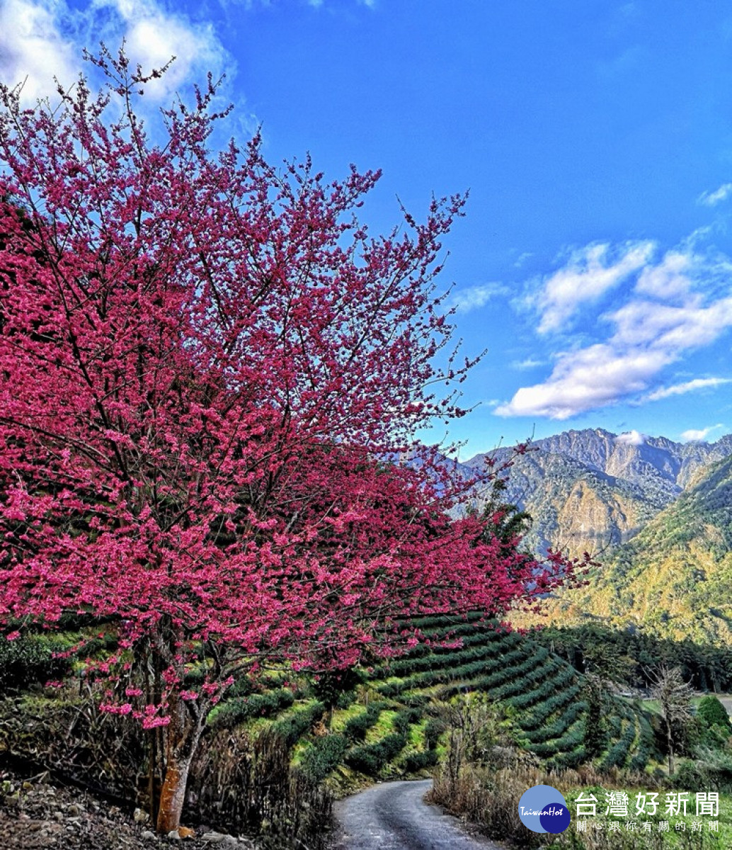 信義鄉草坪頭櫻花已經開始陸續綻放，預估花期到3月初。（圖/信義鄉農會）<br />
