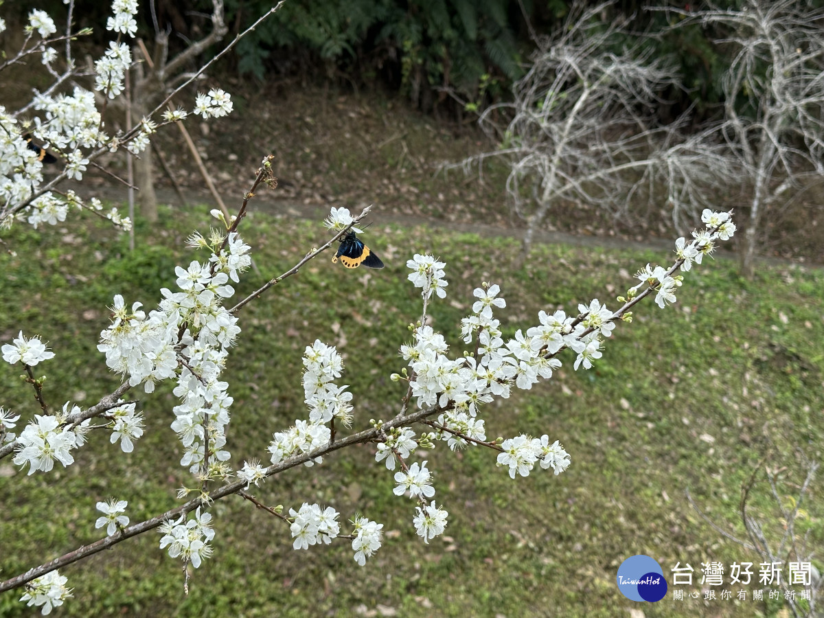 東勢林場的李子花已經逐漸開花預計到農曆春節為盛開期。（圖/地方中心）