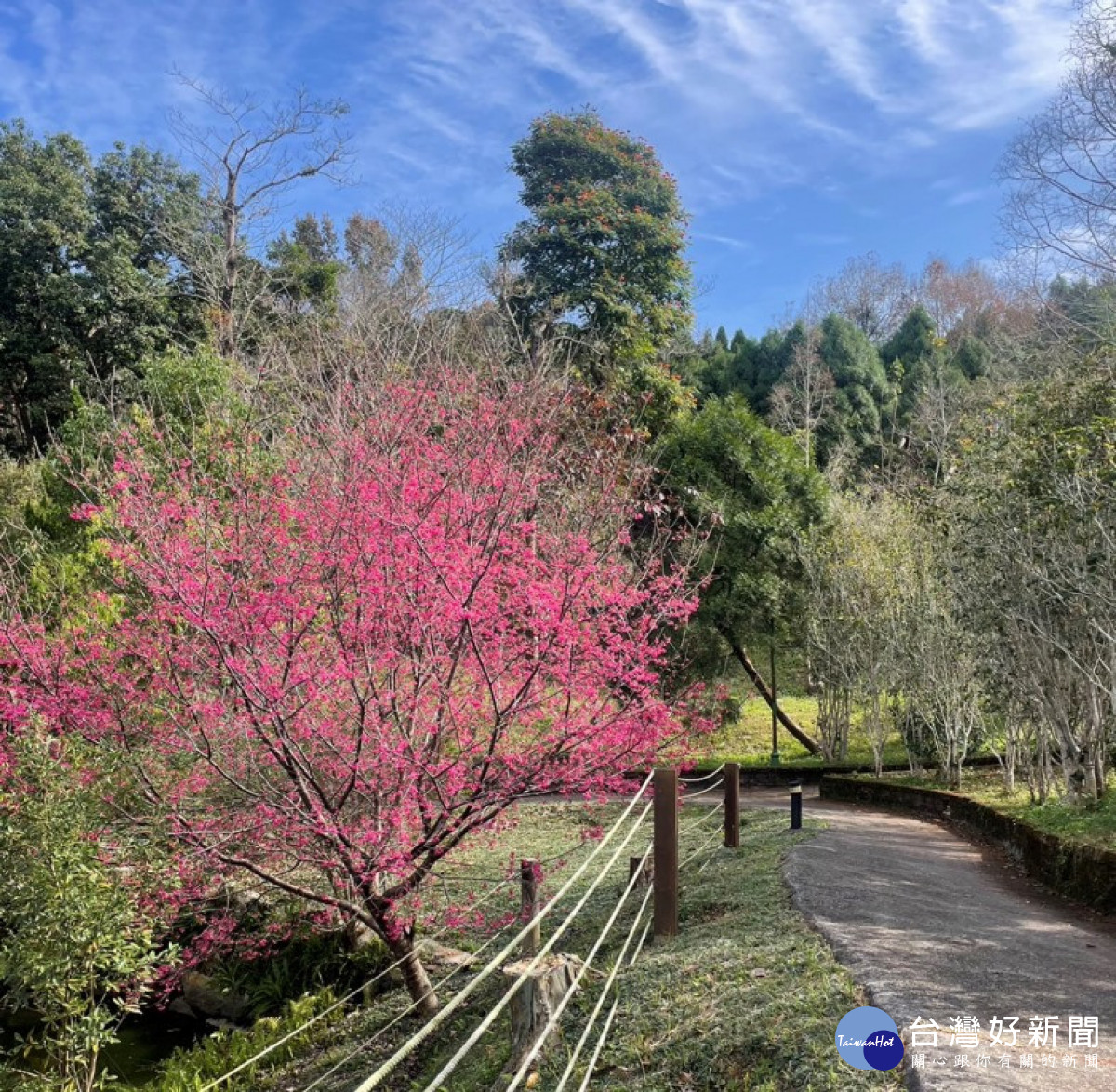 東勢林場的櫻花已經進入開花期，進入林區內就可以欣賞逐漸綻放的櫻花。（圖/地方中心）