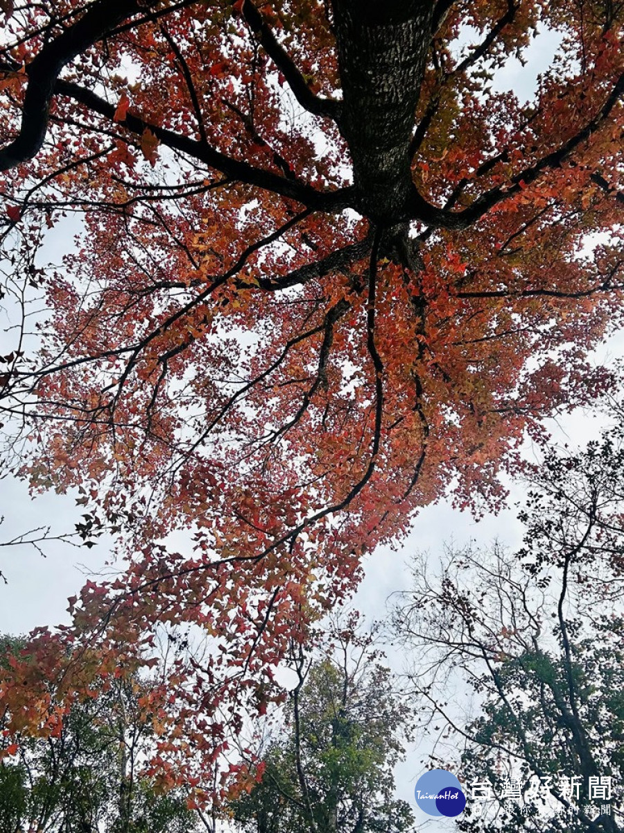 東勢林場的林間步道可以欣賞到楓樹跟青楓的鮮麗樹葉顏色變化。（圖/地方中心）