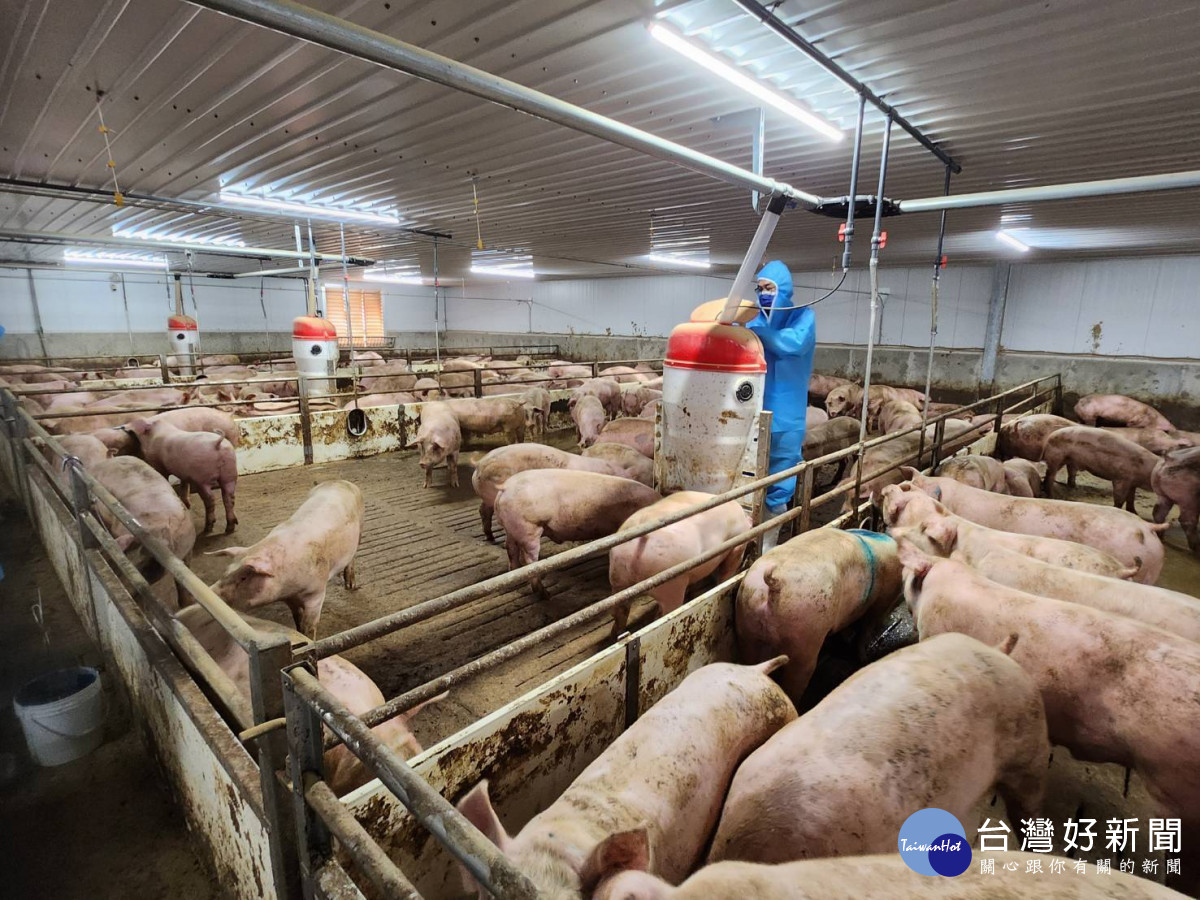 現場採集豬隻飼料送驗