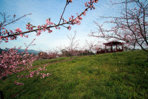 竹夢森活於石馬公園櫻花樹下舉辦。（縣府提供）