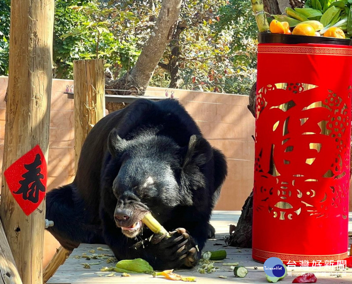 ▲迎接農曆春節，壽山動物園特別為動物們準備豐盛年節大餐，有的動物上演了爆笑小劇場。
