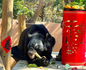 ▲迎接農曆春節，壽山動物園特別為動物們準備豐盛年節大餐，有的動物上演了爆笑小劇場。