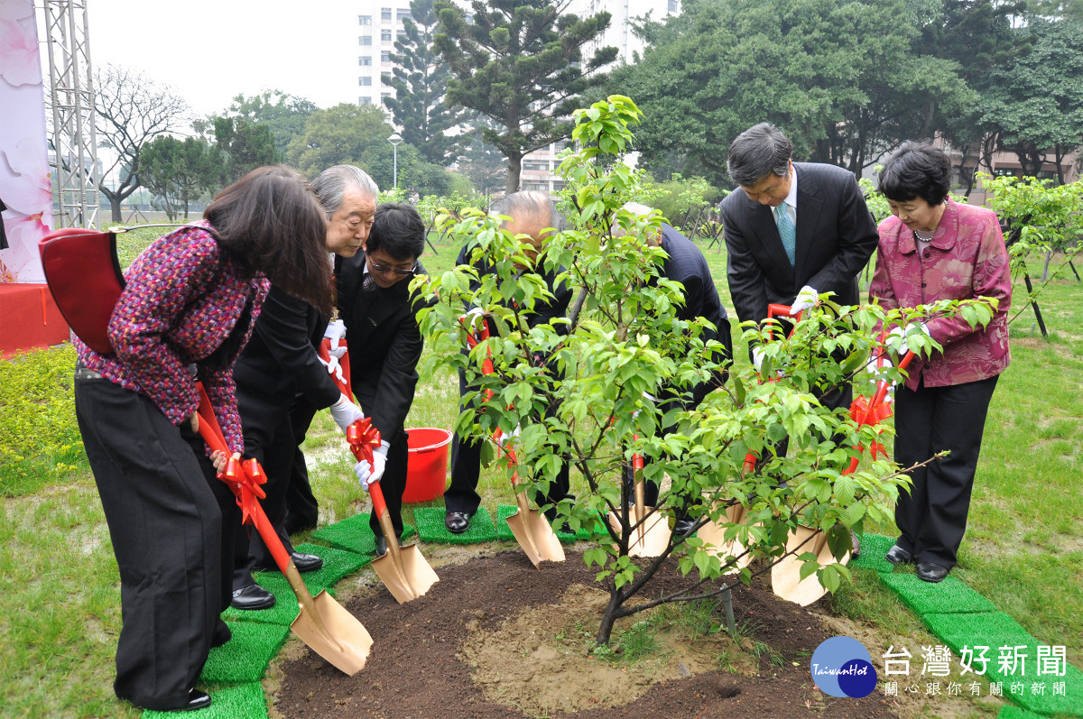 2011年前日本首相海部俊樹等一行來台種植的河津櫻小樹苗，如今已明顯茁壯成長，成為一片粉紅花海。<br />
