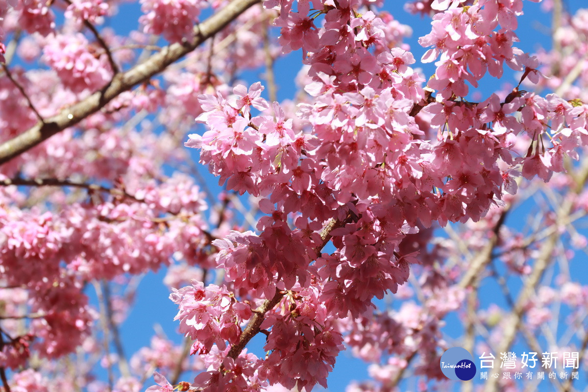 椿寒櫻粉嫩花朵是鳥兒及野生動物的自助餐。（記者扶小萍攝）