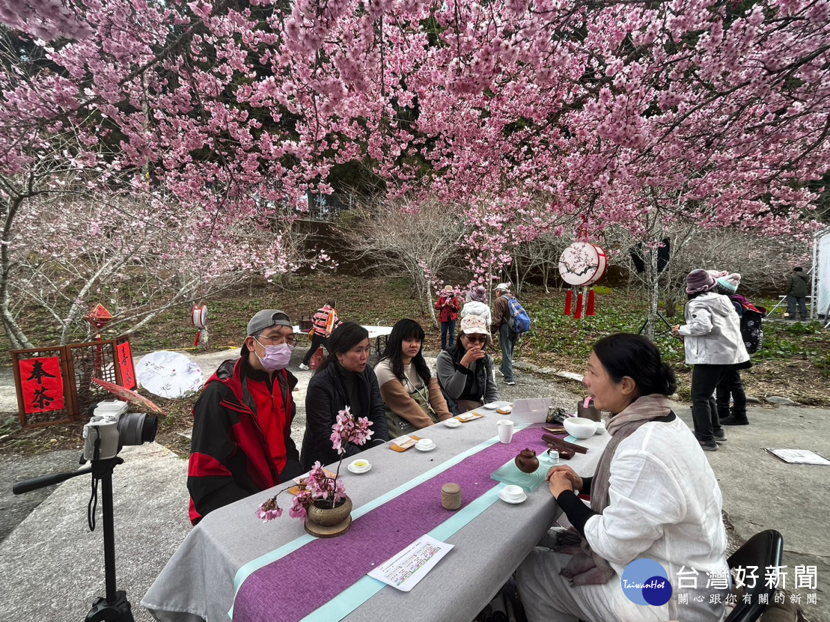 民眾坐在千櫻園櫻花樹下，品茗優質梨山茶，一邊享受櫻吹雪絕景。