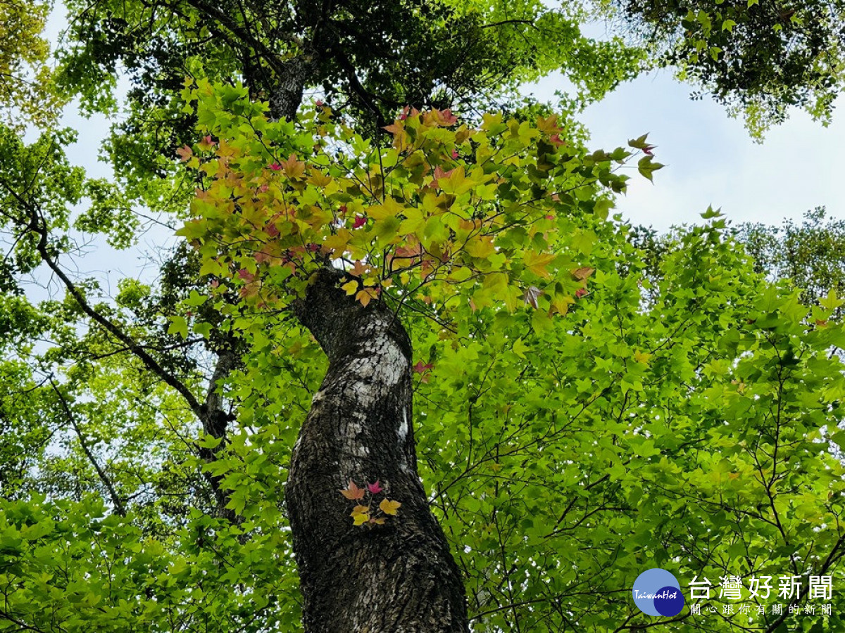 東勢林場楓林小徑步道的楓葉在進入春季之後，長出新葉呈現出春季特有的嫩綠鮮紅交錯色彩。(圖/記者賴淑禎攝)
