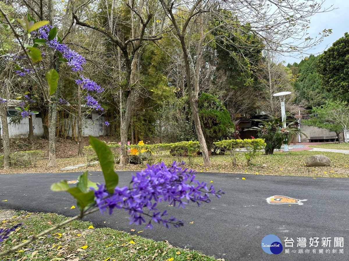 東勢林場濯足園對面的錫葉藤正盛開出紫色的小花令人驚豔。(圖/地方中心)