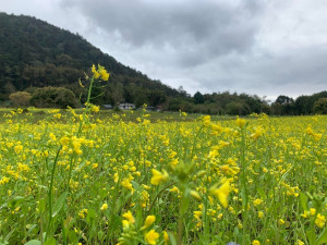 （圖／宜蘭縣府農業處）