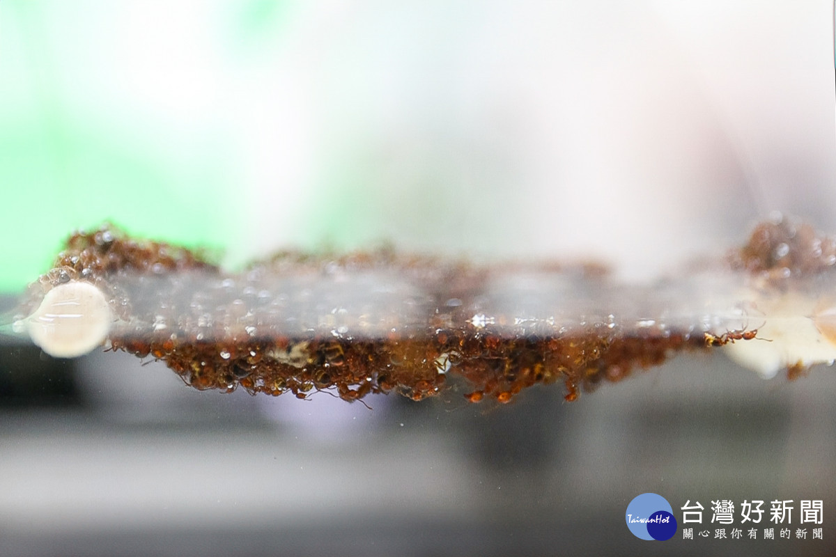 紅火蟻群會用大顎和腳抓住彼此，在水面結筏。